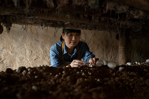 A woman farmer picks mushrooms at a mushroom growing house