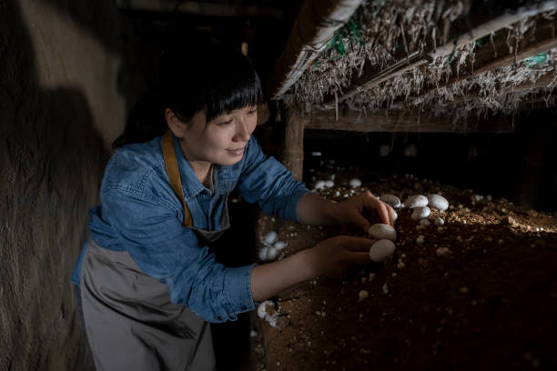 istock A woman farmer picks mushrooms in a greenhouse 1399368607