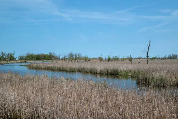 Wetlands near the coast of Lake Erie on a sunny spring day. Wetlands are a distinct ecosystem that are flooded by water, either permanently or seasonally.