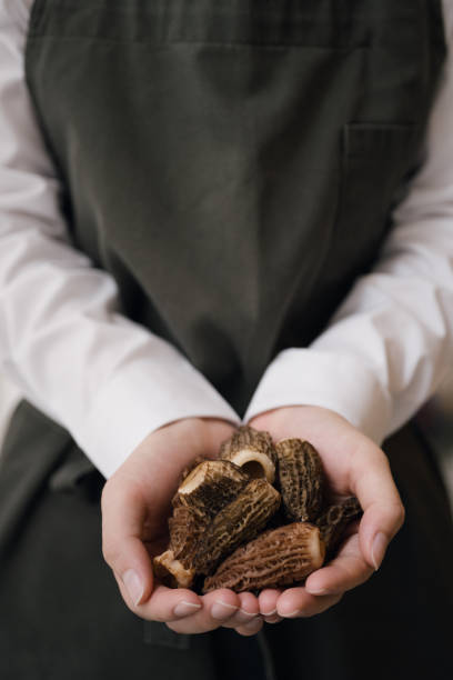 Morel in a chef's hands with apron as background stock photo