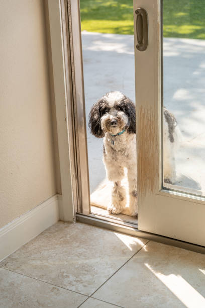 istock Old English Sheepdog at open door 1399370490