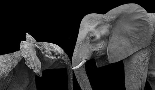 Mother And Baby Elephant Both On The Black Background