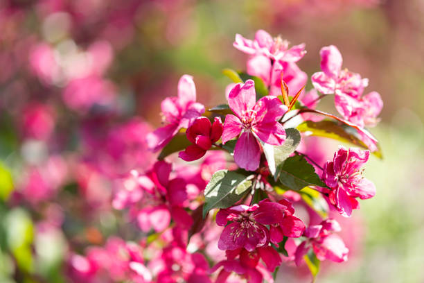 istock Pink blossom apple tree, close up. Nature background. 1399370548