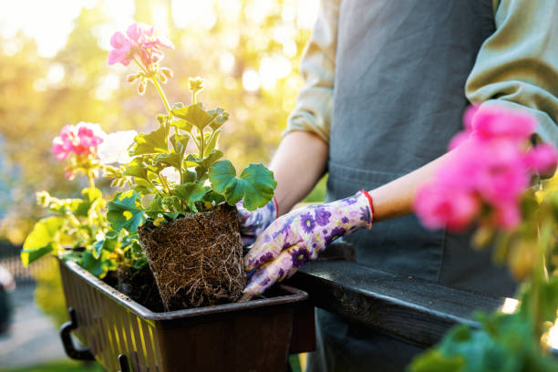 woman planting geranium flowers in balcony box - geranium imagens e fotografias de stock