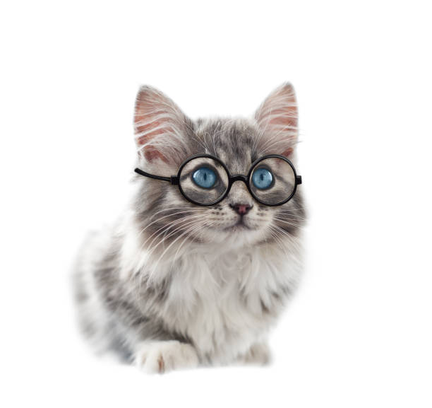 istock Sitting gray kitten in a round glasses isolated on white 1399371427