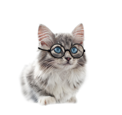Funny tabby cat in nerd glasses put out his tongue. Isolated on white background.