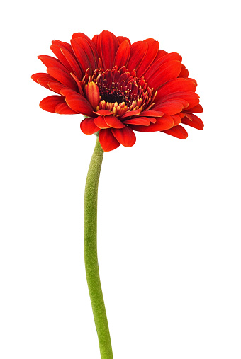Red gerbera flower isolated on white
