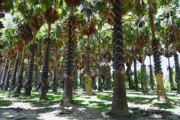 Sugar or toddy palm in the garden.