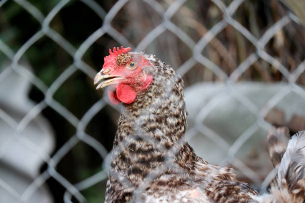 istock Chicken on a farm, view through the wire mesh 1399372162
