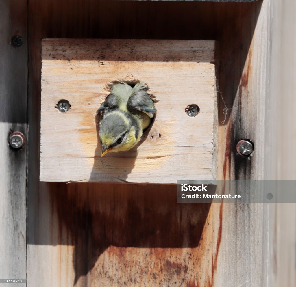 Fledging Blue Tit Young Bird Fledging Stock Photo - Download Image Now - Animal ...