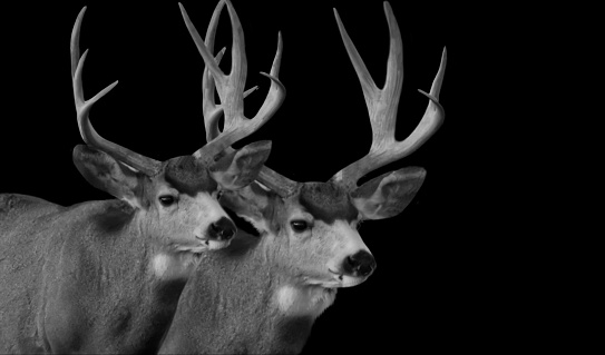 Two Big Antlers Mule Deer On Dark Black Background
