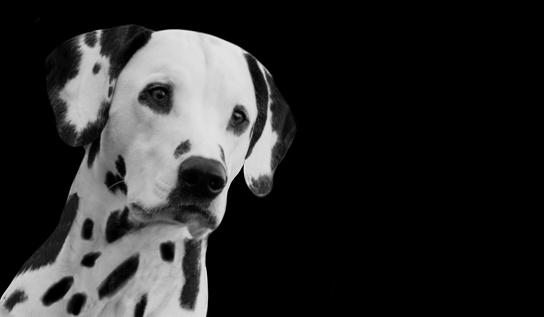 Beautiful Spotted Dalmatian Dog Cute Face