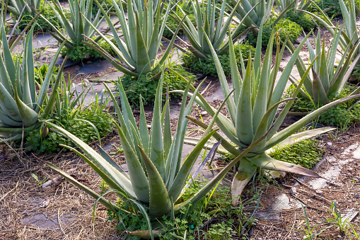 Agriculture. Rows in the field with a useful plant Aloe Vera grow in the open ground.