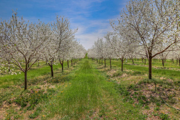istock Traverse City Michigan Cherry Orchard In The Spring 1399375252