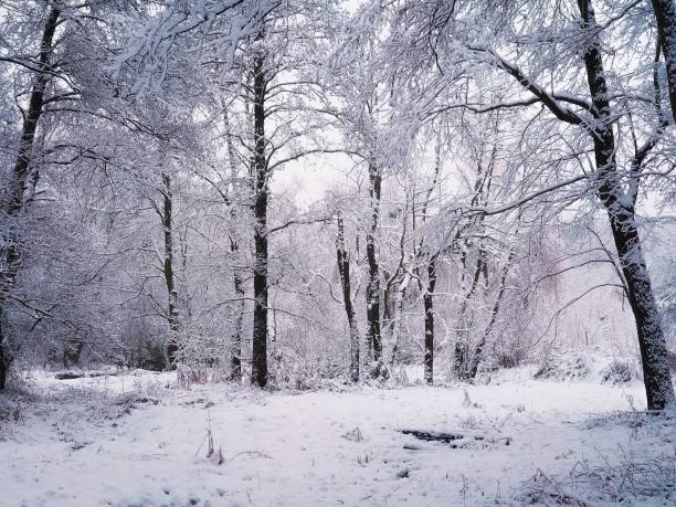 istock Cold winter forest with snow and hoarfrost. 1399375653