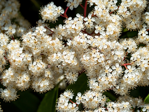 Close-up of a large number of small white flowers growing in clusters on the branches of a bush. Against the backdrop of greenery. Macrocosm of one plant. Wallpaper. Design. Spring flowering. Horizontally