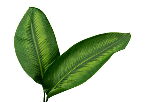 istock More beautiful exotic tropical leaves, isolated leaf background.clipping path 1399376681