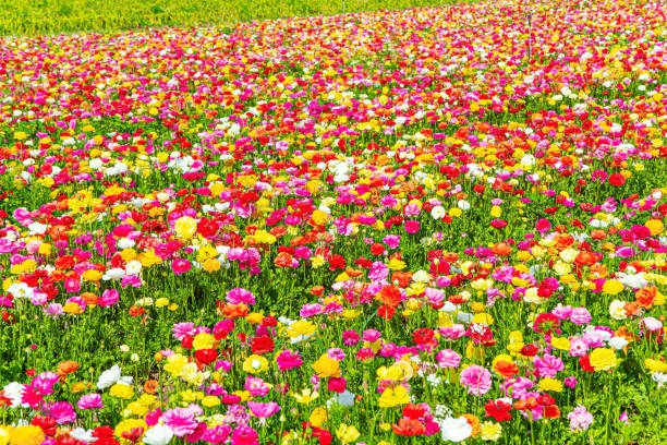 istock Spring harvest of buttercups 1399376835