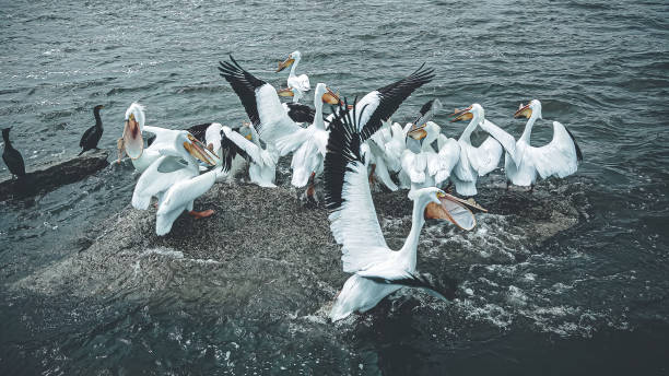 Pelican birds sitting out on the river in spring