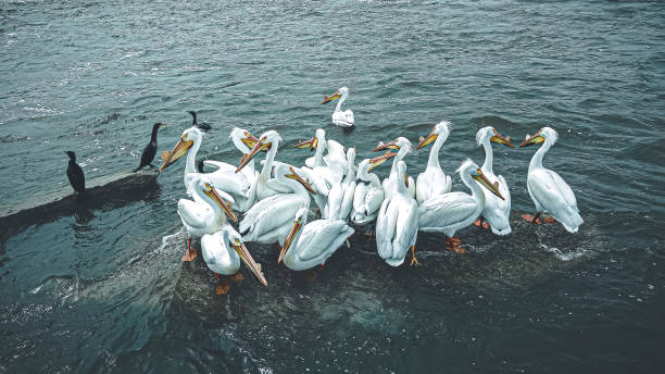 istock Pelican birds sitting out on the river in spring 1399377036