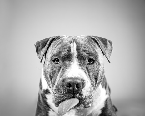 A close-up portrait of an American Staffordshire terrier making faces, licking his face and looking funny, happy dog isolated. Black and white