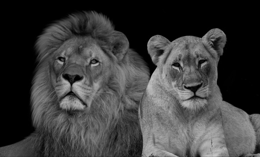 Black And White Male And Female Lion Sitting On The Black Background