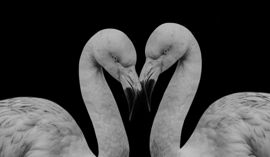 Two Couple Flamingo Birds Close With Each Other On The Black Background