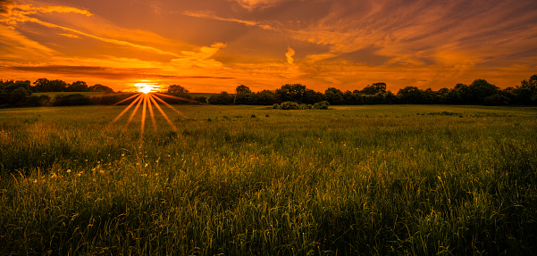 Golden orange sunset over wild meadow of grass and flowers