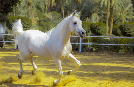 White horse run forward in dust on green background