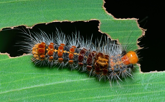 Caterpillar and bitten leaf hole - animal behavior.