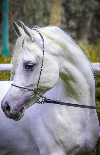Portrait of wonderful arabian horse