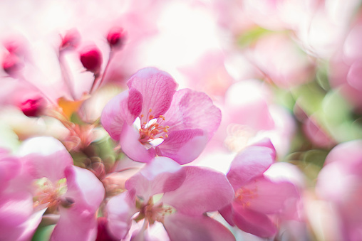 beautiful blooming pink apple tree flowers close-up on a branch on a blurred background. Spring background Flowers macro