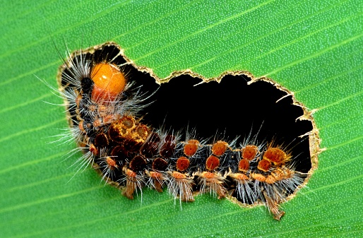 Caterpillar and bitten leaf hole - animal behavior.