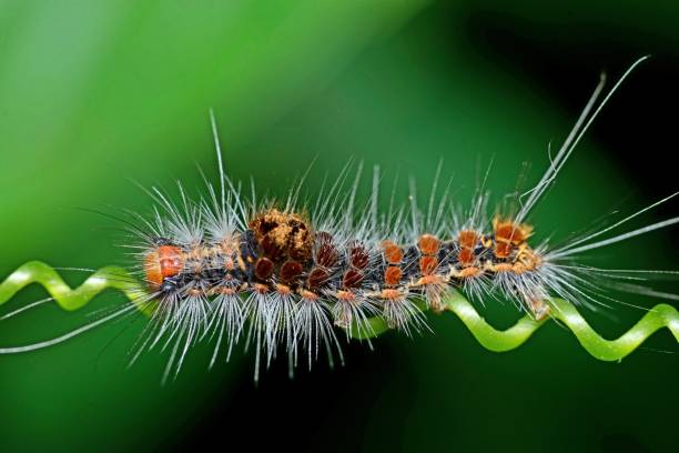 istock Caterpillar crawling on spiral vine - animal behavior. 1399381783