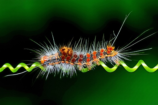 Caterpillar crawling on spiral vine - animal behavior.