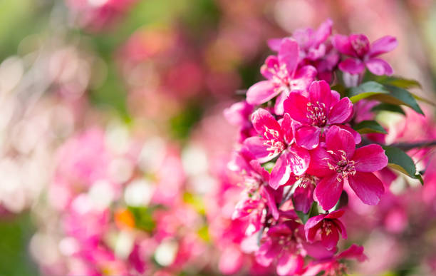 istock Pink blossom apple tree, close up. Nature background. 1399382037