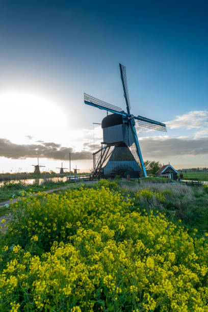 beautiful windmill landscape at kinderdijk in the Netherlands in springtime.