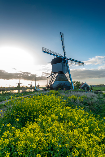 beautiful windmill landscape at kinderdijk in the Netherlands in springtime.