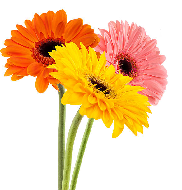 istock Three gerber daisies of different colors 139938222