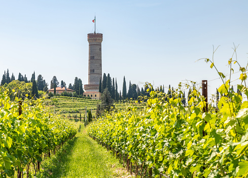 Vineyards of Lugana near Lake Garda in Italy