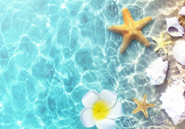 estrellas de mar y conchas marinas en la playa de verano en agua de mar. fondo de verano. horario de verano - beach coral close up water fotografías e imágenes de stock