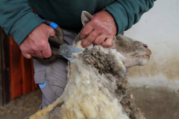istock Wool of a sheep being clipped 1399382915
