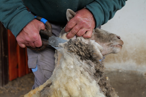 Wool of a sheep being cut in the traditional way with scissors