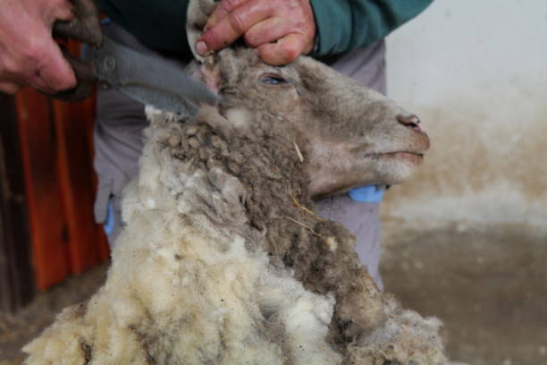 istock Wool of a sheep being clipped 1399382935