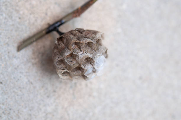 A closeup image of paper wasp comb right after being removed from branch which has larvas inside. Japan.