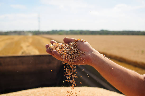 istock Farmer holds wheat grain in his hands 1399383256
