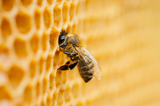 A beekeeper tends to his bees in his farm.