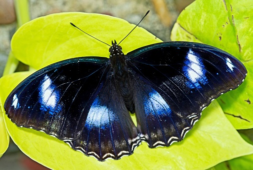 Very beautiful blue butterfly with spread wings isolated on a white background.