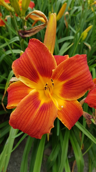 Orange and yellow lily flowers