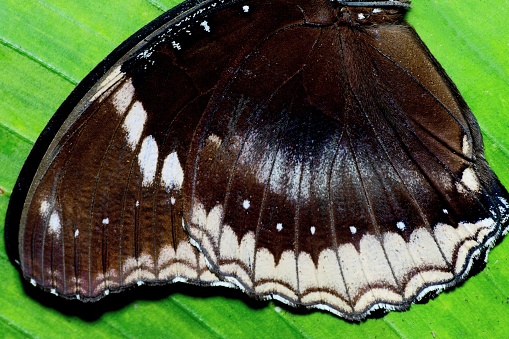 Butterfly Blue Morpho, Morpho peleides, sitting on green leaves, Costa Rica. Beautiful blue insect in the nature habitat.